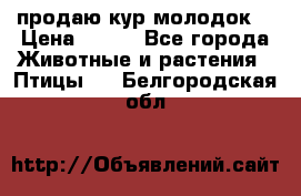 продаю кур молодок. › Цена ­ 320 - Все города Животные и растения » Птицы   . Белгородская обл.